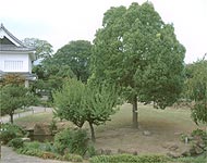 写真：勝竜寺城公園に植樹